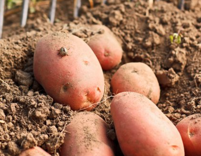 Морозостійкість